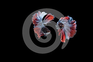 Double colorful Betta fish, Siamese fighting fish isolated on black background, Red and Blue Half moon betta fish