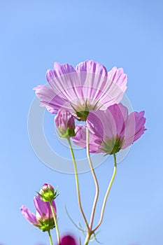 Double Cosmos Bipinnatus flowers toward the sky