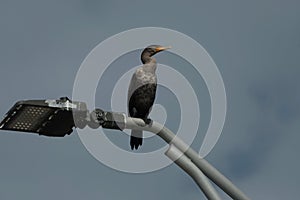 Double-Crest Cormorant sitting on a lamp post