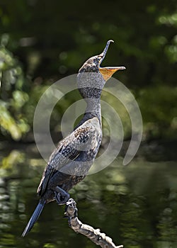 Double-Crested Comorant: Squawking Bird Out on a Limb