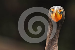 Double crested cormorant