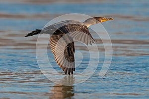 double crested cormorant