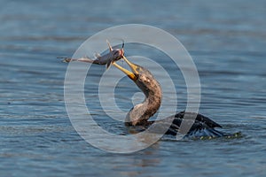 Double-crested Cormorant