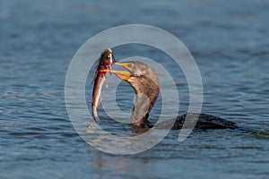 Double-crested Cormorant