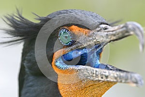 Double Crested Cormorant