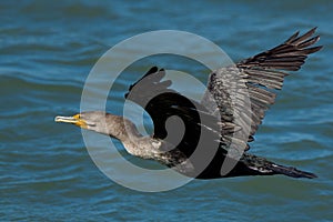 Double-crested Cormorant.