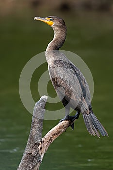 A double-crested cormorant