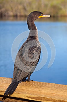 Double Crested Cormorant