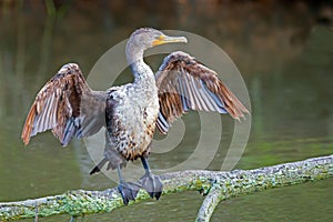 Double Crested Cormorant