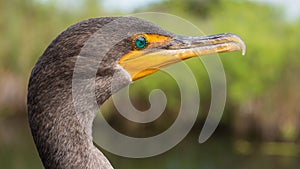 Double-crested cormorant