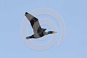 Double-crested cormorant