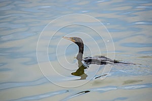 Double Crested Cormorant