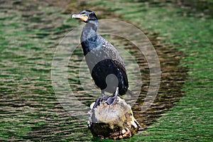 Double-crested Cormorant