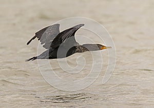 Double-crested cormorant, binomial name Nannopterum auritum, flying low over Chokoloskee Bay in Florida.