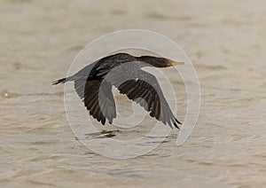 Double-crested cormorant, binomial name Nannopterum auritum, flying low over Chokoloskee Bay in Florida.