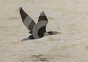 Double-crested cormorant, binomial name Nannopterum auritum, flying low over Chokoloskee Bay in Florida.