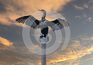 Double-crested cormorant, binomial name Nannopterum auritum, perched on a pole in White Rock Lake in Dallas, Texas.