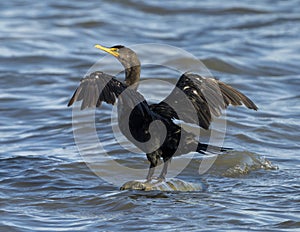 Double-crested cormorant, binomial name Nannopterum auritum, standing on a submerged log in White Rock Lake in Dallas, Texas.