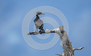 Double crested Cormorant bird Okefenokee Swamp
