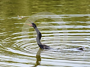 Double-crested cormorant catching a fish.