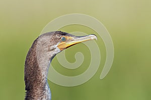 Double Crested Cormorant Close-up