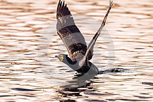 Double-crested Cormorant commencing flight in coppery lake