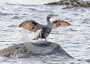 Double-Crested Cormorant drying its wings after a plunge in Buzzards Bay, Massachusetts