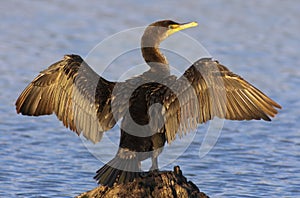 Double-crested Cormorant Drying Wings