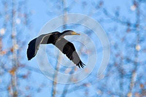 Double-crested Cormorant in flight photo