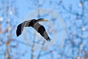 Double-crested Cormorant in flight