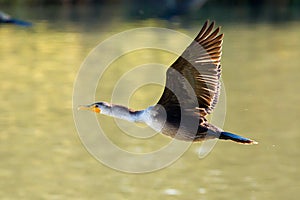 Double-crested Cormorant in flight photo