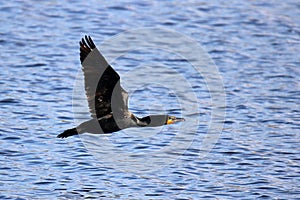 Double Crested Cormorant in Flight