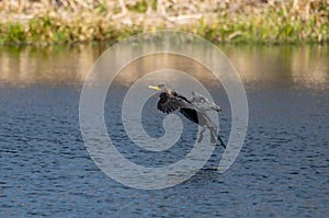 Double-crested Cormorant flying