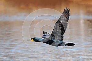 Double-crested cormorant flying low above the water photo