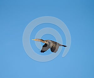 Double-crested Cormorant flying at seaside