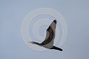 Double-crested Cormorant flying at seaside photo