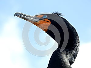 A double crested cormorant with incrediblly blue eyes!