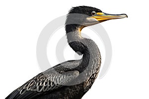 Double-crested Cormorant Isolate on white Background.