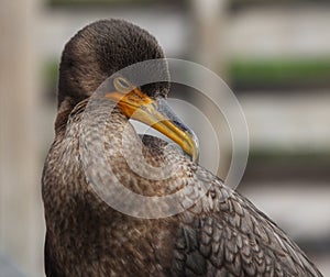 Double-Crested Cormorant juvenile (Phalacrocorax a