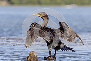 Double-crested Cormorant on Lake Champlain