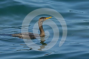 Double-crested Cormorant on Lake Ontario