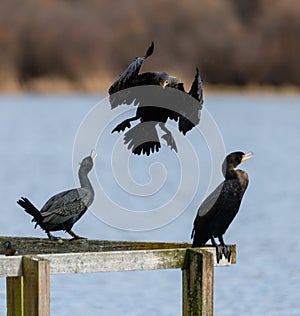Double-crested Cormorant landing and posing at lakeside