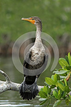 Double-crested Cormorant in Mangrove