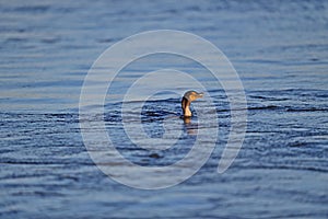 Double-crested Cormorant munching on Fish