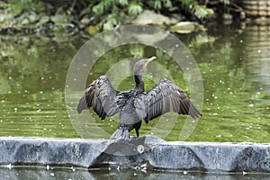 Double-crested cormorant (Nannopterum Auritum) in a pond spreading his wings