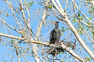 Double crested cormorant nesting in the top of leaf barren tree