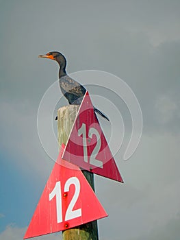 A double-crested cormorant on a number 12 channel marker post under grey clouds.