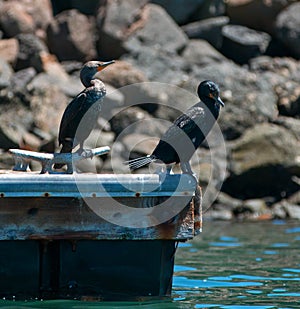 Double-crested Cormorant pair on dock in Alamitos Bay / Channel in Long Beach California