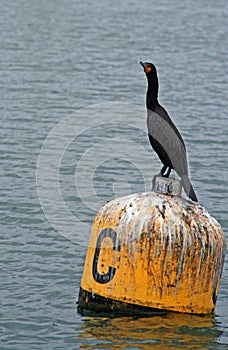 Double Crested Cormorant perched on bouy in Alamitos Bay near Long Beach California