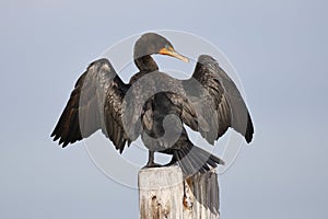 Double-crested Cormorant perched on a dock piling spreading its photo